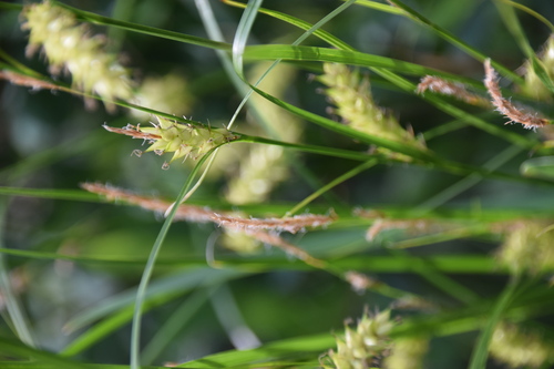 Blister sedge (Carex vesicaria)