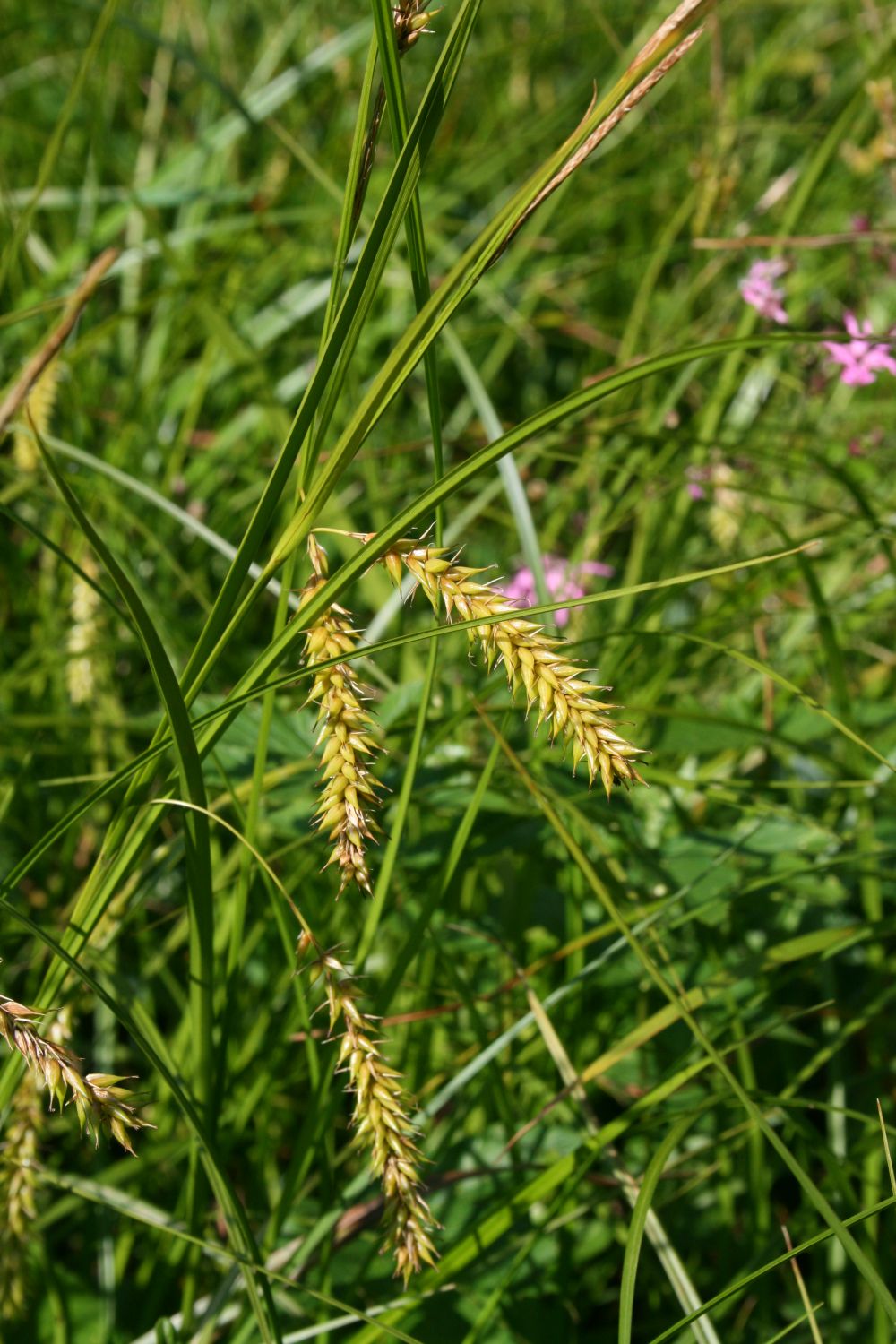 Blister sedge: Blasen-Segge ( Carex vesicaria ), Sauergräser (Cyperaceae) - Österreich/Austria/Autriche: Oberösterreich, Hausruckviertel, Kien NW Attnang-Puchheim