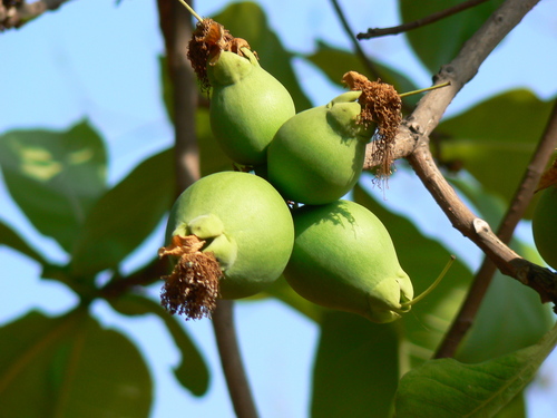 Slow match tree (Careya arborea)