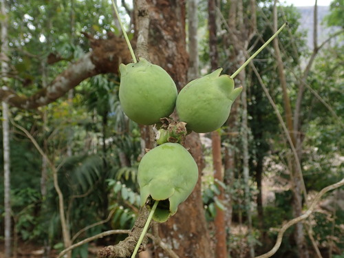 Slow match tree (Careya arborea)