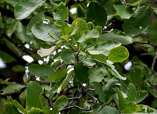 Slow match tree: Diospyros chloroxylon - Slow Match Tree, Wild Guava, Ceylon Oak, Patana Oak • Hindi: कुम्भी Kumbhi • Marathi: कुम्भा Kumbha • Tamil: Aima, Karekku, Puta-tanni-m