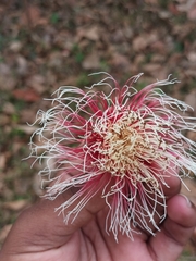 Slow match tree (Careya arborea)