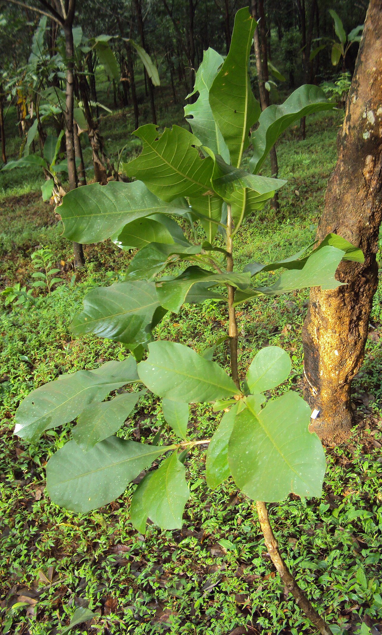 Slow match tree: Careya arborea - പേഴ്