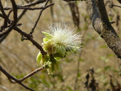 Slow match tree (Careya arborea)