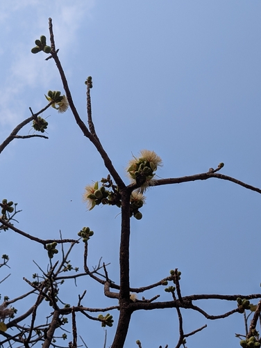 Slow match tree (Careya arborea)