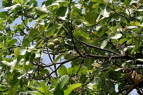 Slow match tree: Diospyros chloroxylon - Slow Match Tree, Wild Guava, Ceylon Oak, Patana Oak • Hindi: कुम्भी Kumbhi • Marathi: कुम्भा Kumbha • Tamil: Aima, Karekku, Puta-tanni-m