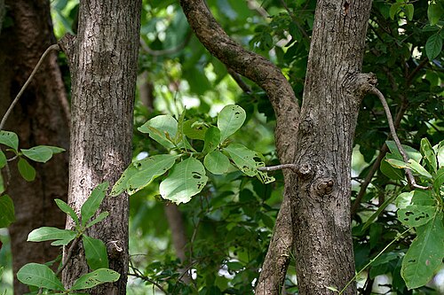 Slow match tree: Diospyros chloroxylon - Slow Match Tree, Wild Guava, Ceylon Oak, Patana Oak • Hindi: कुम्भी Kumbhi • Marathi: कुम्भा Kumbha • Tamil: Aima, Karekku, Puta-tanni-m