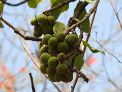 Slow match tree (Careya arborea)