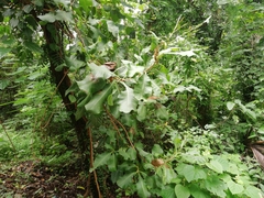 Slow match tree (Careya arborea)