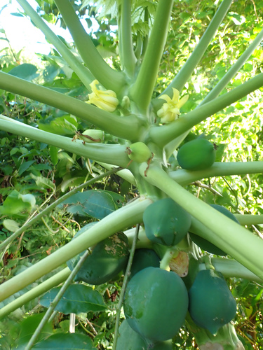 Papaya