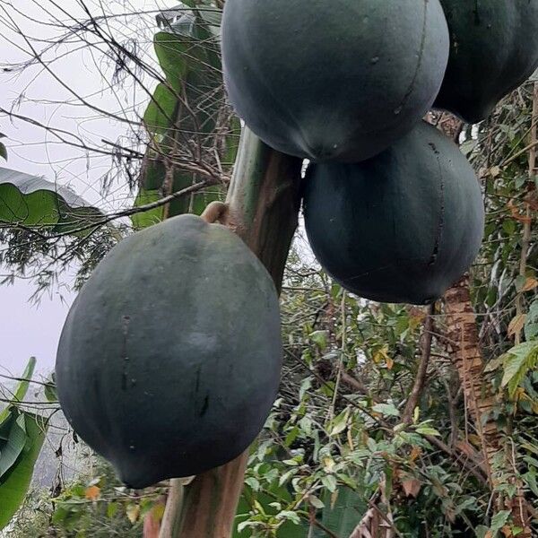 Papaya (Carica papaya)