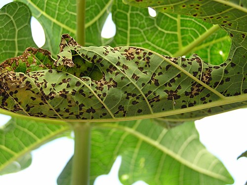 Papaya: Asperisporium caricae on papaya leaf