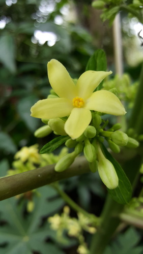 Papaya (Carica papaya)