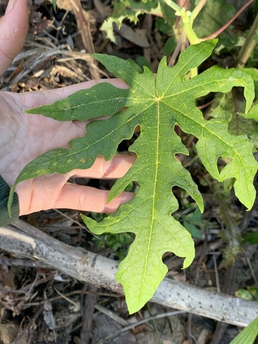 Papaya (Carica papaya)