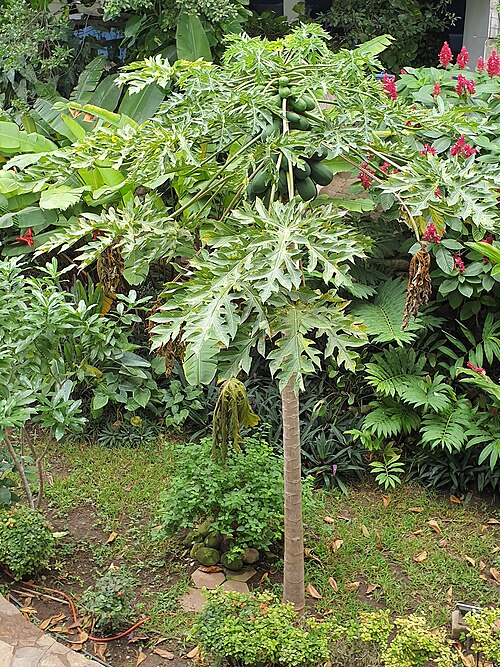 Papaya: Papaya (Carica papaya) in Chiapa de Corzo, Chiapas, Mexico.