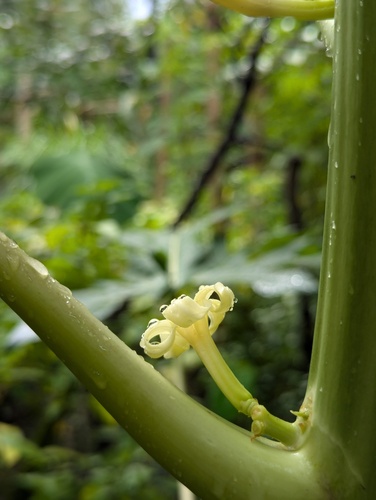 Papaya (Carica papaya)