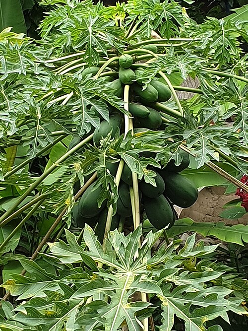 Papaya: Papaya (Carica papaya) in Chiapa de Corzo, Chiapas, Mexico.