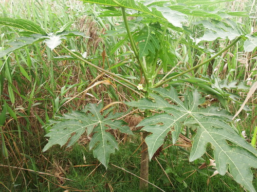 Papaya (Carica papaya)