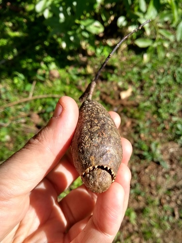 Cariniana estrellensis (Cariniana estrellensis)