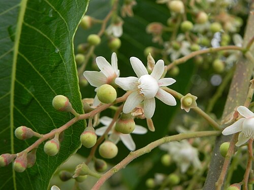 Cariniana estrellensis: Cariniana estrellensis (Raddi) Kuntze - LECYTHIDACEAE - jequitibá-branco - APA do PLanalto Central - Brasília - Distrito Federal - Brasil.