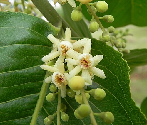 Cariniana estrellensis: Cariniana estrellensis (Raddi) Kuntze - LECYTHIDACEAE - jequitibá-branco - APA do PLanalto Central - Brasília - Distrito Federal - Brasil.