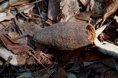 Cariniana estrellensis (Cariniana estrellensis)