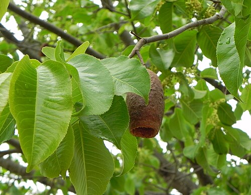 Cariniana estrellensis: Cariniana estrellensis (Raddi) Kuntze - LECYTHIDACEAE - jequitibá-branco - APA do PLanalto Central - Brasília - Distrito Federal - Brasil.
