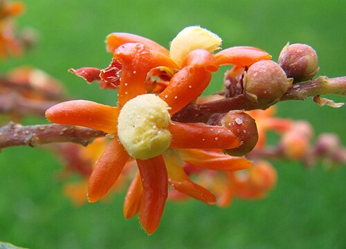 Cariniana rubra: Cariniana rubra - Lecythidaceae - Brasília - DF - Brasil