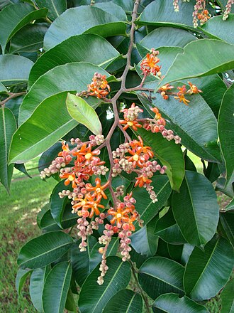 Cariniana rubra: Cariniana rubra - Lecythidaceae - Brasília - DF - Brasil