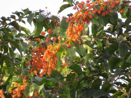 Cariniana rubra (Cariniana rubra)
