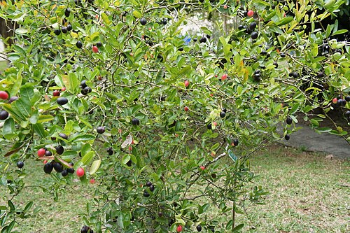 Karanda: Productive bush of Carissa carandas. Serdang, Selangor, Malaysia. 28 September 2012.