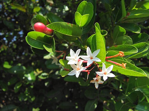 Karanda: Karonda, Carissa carandas L., Taman Wisata Mekar Sari, Cileungsi, Bogor, West Java, Indonesia.