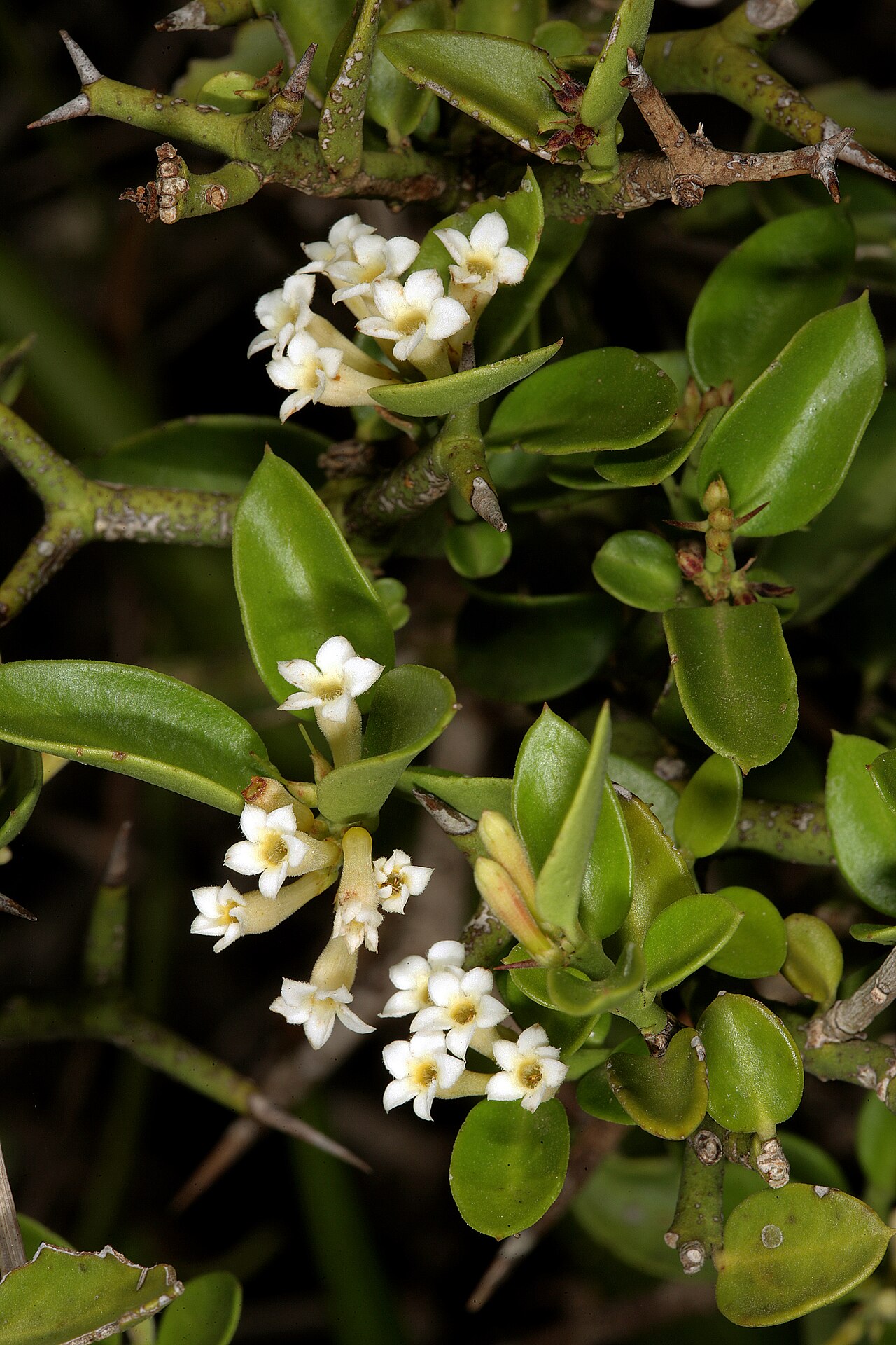 Carissa haematocarpa: Carissa haematocarpa , flowers; Kirstenbosch National Botanical Garden, Cape Town, Western Cape, South Africa