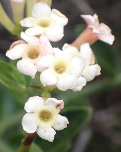Carissa haematocarpa (Carissa haematocarpa)
