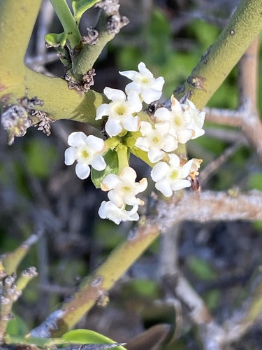 Carissa haematocarpa (Carissa haematocarpa)