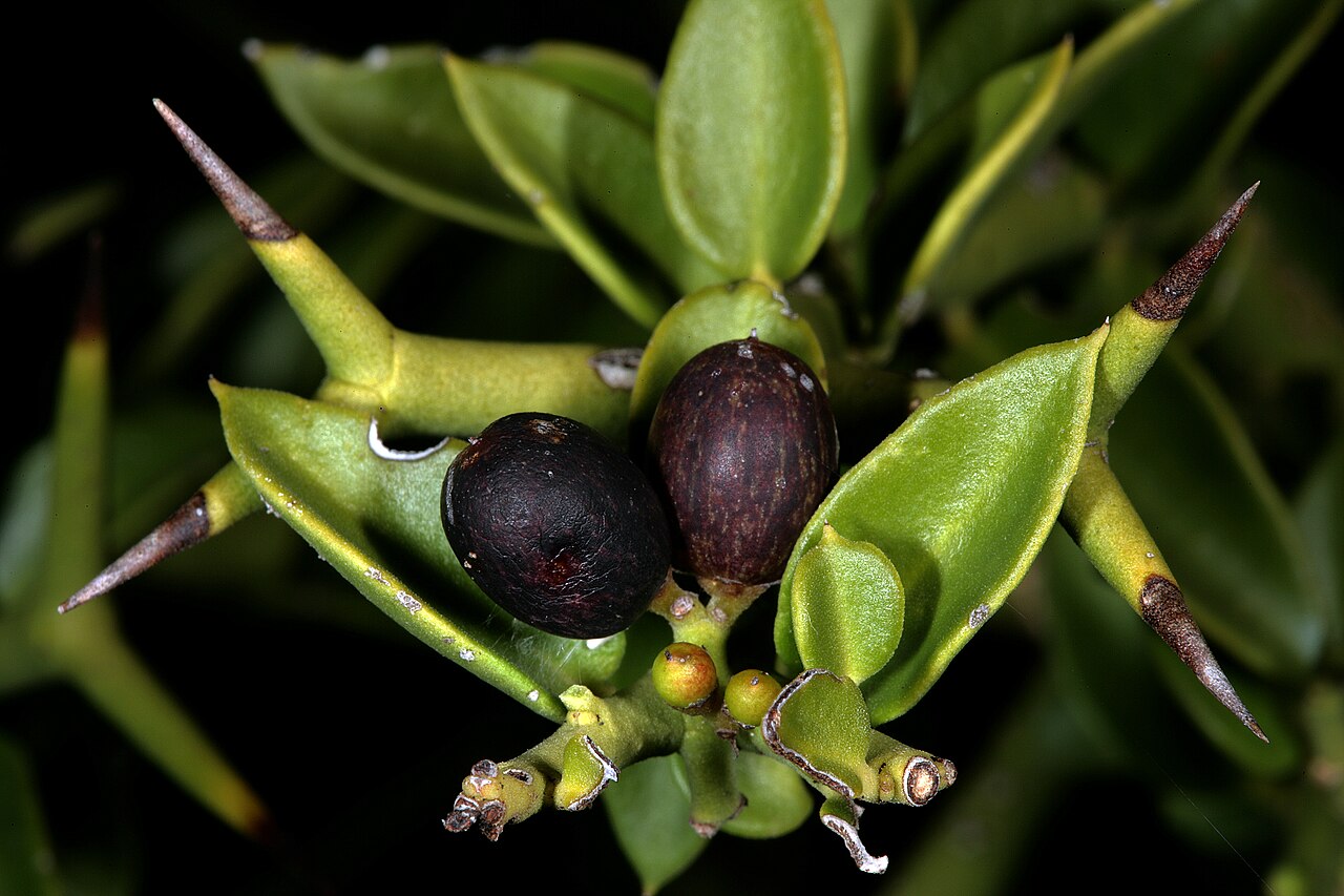 Carissa haematocarpa: Carissa haematocarpa , fruit; Kirstenbosch National Botanical Garden, Cape Town, Western Cape, South Africa