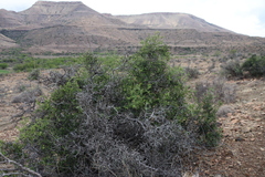 Carissa haematocarpa (Carissa haematocarpa)