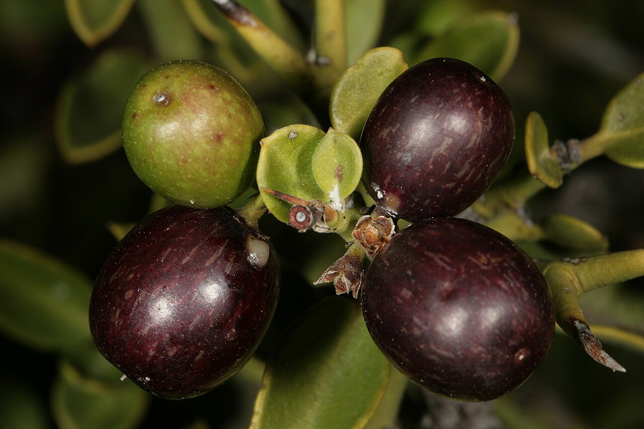 Carissa haematocarpa: Carissa haematocarpa , fruit; Grootkom Natural Heritage Site, Oudtshoorn, Little Karoo, Western Cape, South Africa