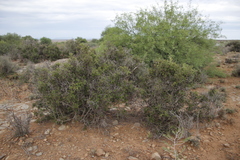 Carissa haematocarpa (Carissa haematocarpa)
