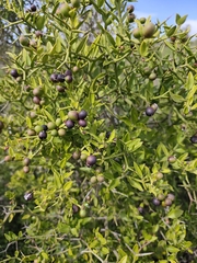 Carissa haematocarpa (Carissa haematocarpa)