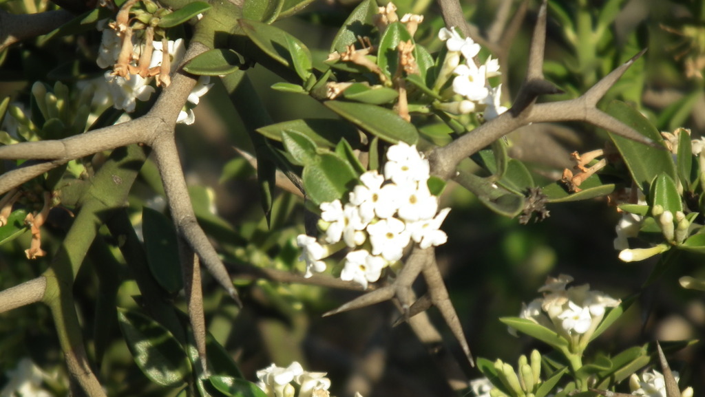 Carissa haematocarpa (Carissa haematocarpa)