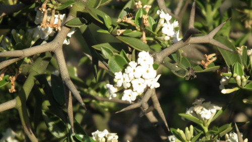 Carissa haematocarpa (Carissa haematocarpa)