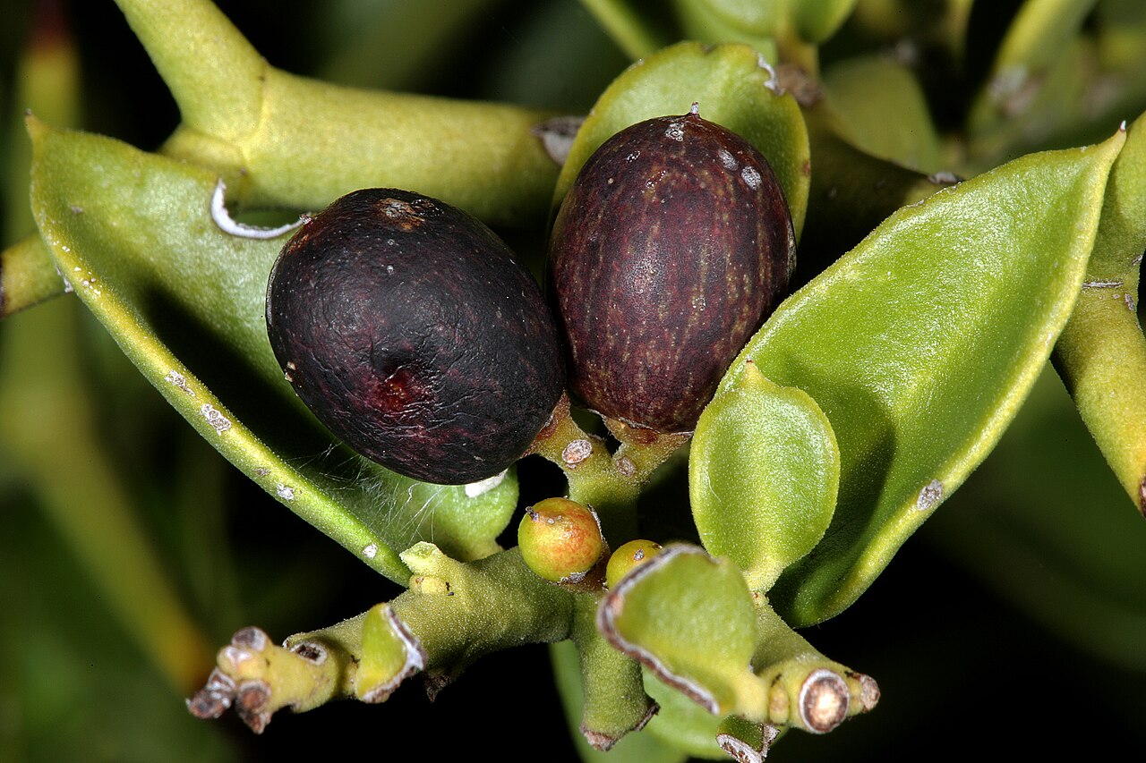 Carissa haematocarpa: Carissa haematocarpa , fruit; Kirstenbosch National Botanical Garden, Cape Town, Western Cape, South Africa