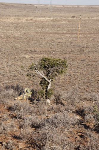 Carissa haematocarpa (Carissa haematocarpa)
