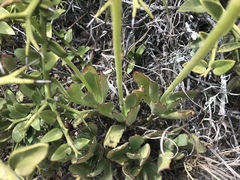 Carissa haematocarpa (Carissa haematocarpa)