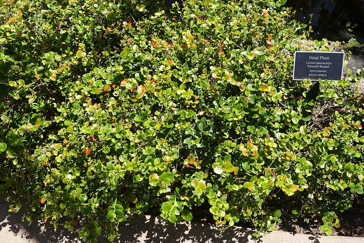Amatungulu: Botanical specimen in the Naples Botanical Garden - Naples, Florida, USA.