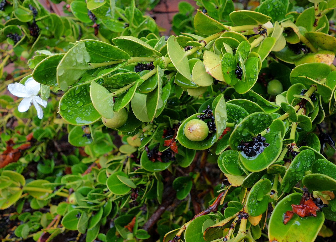 Amatungulu: Botanical specimen in the UC Santa Cruz Arboretum at the University of California, Santa Cruz - 1156 High Street, Santa Cruz, California, USA.
