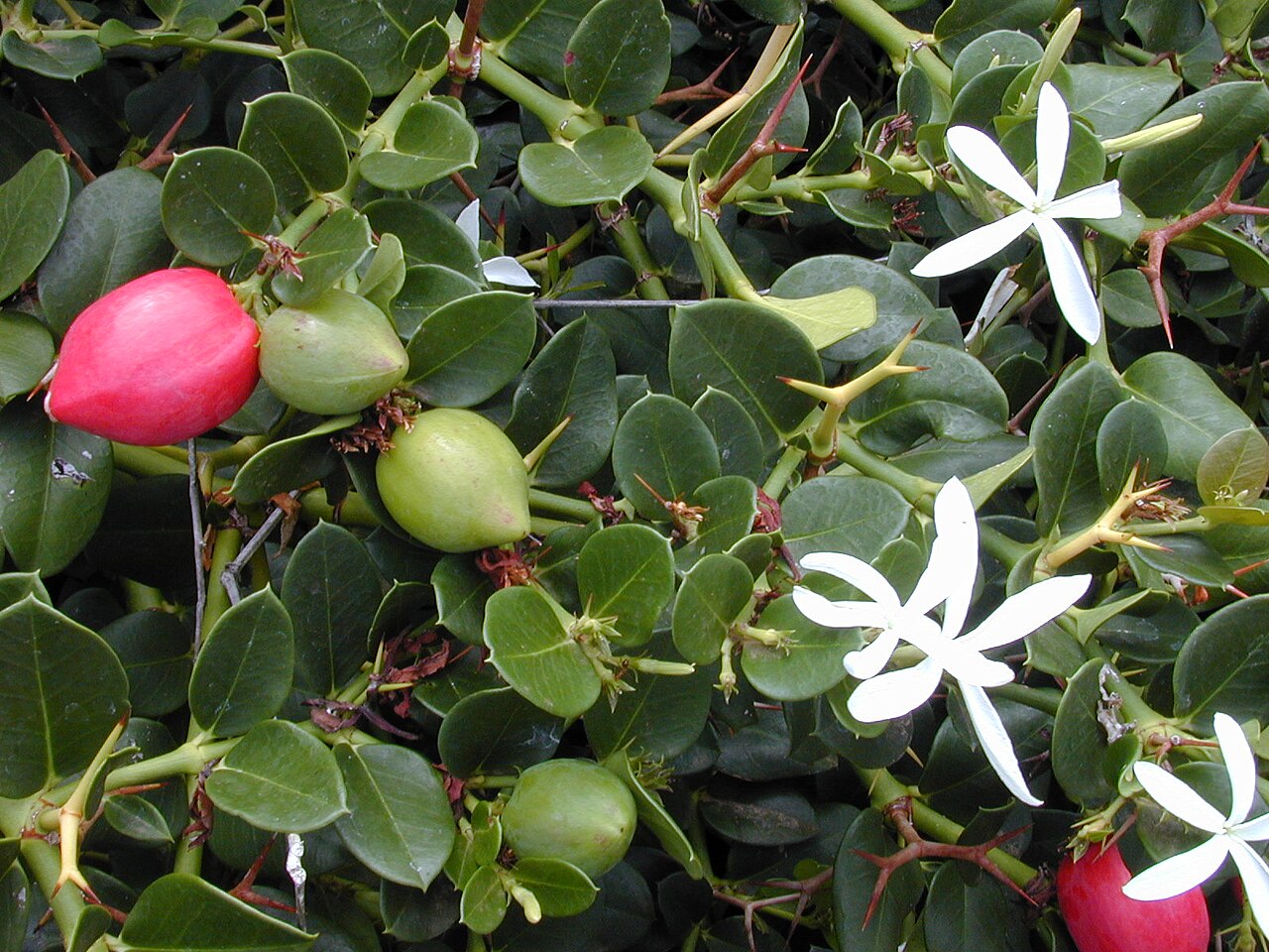 Amatungulu: Carissa macrocarpa (fruit and flowers). Location: Maui, Kahului