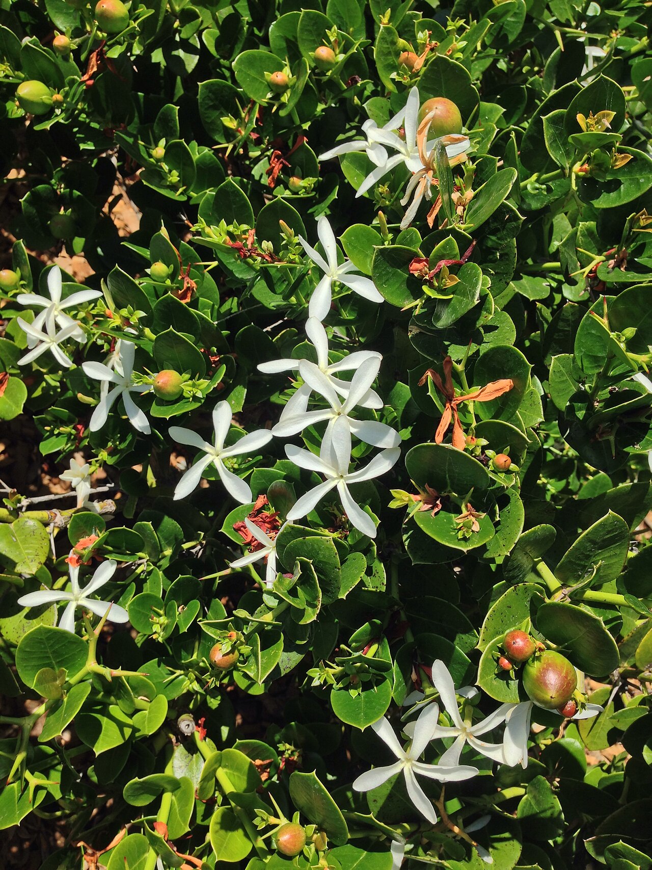Amatungulu: Apocynaceae
