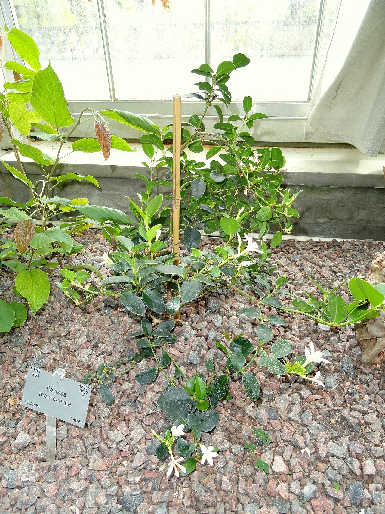Amatungulu: Botanical specimen in the University of Copenhagen Botanical Garden, Copenhagen, Denmark.